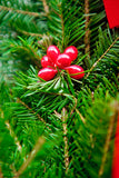 Christmas Cane